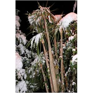 neige41.JPG