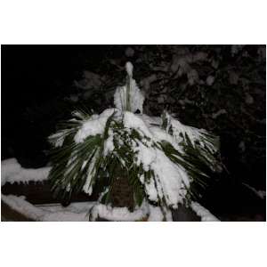 neige42.JPG